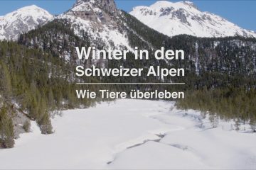 Winter in den Schweizer Alpen – Wie Tiere überleben